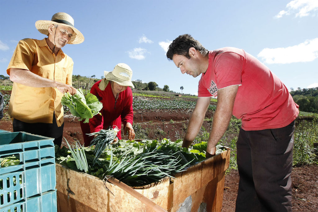 A Agricultura Familiar E Seus Impactos Para Os Consumidores 2717