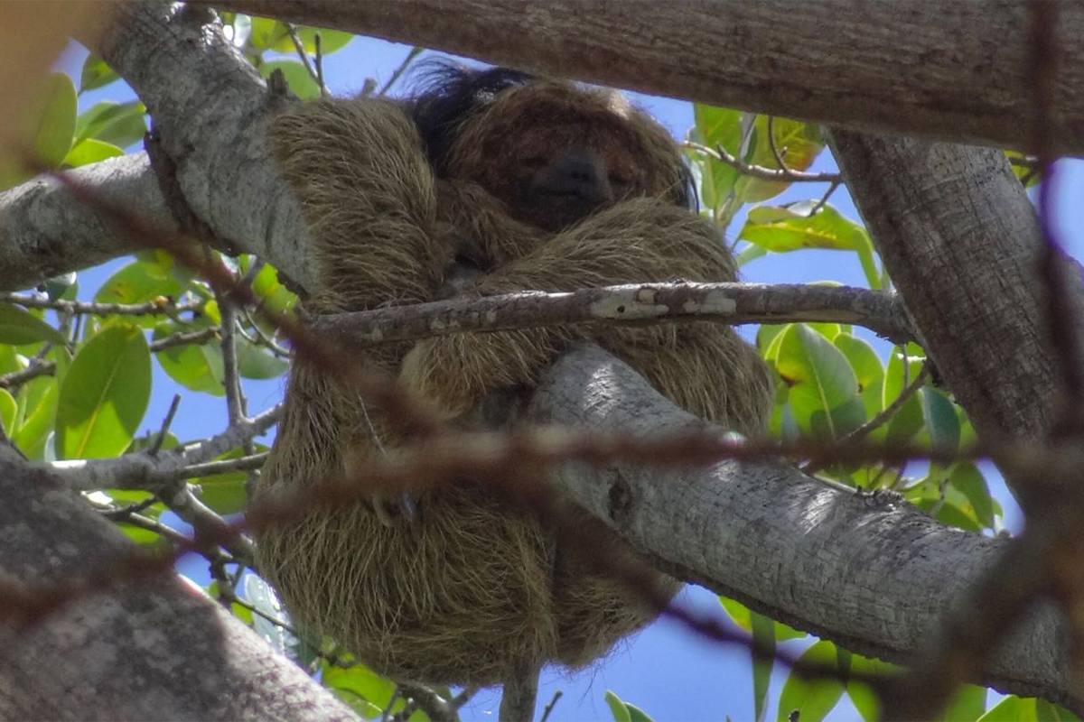 Acordo para proteger biodiversidade está ameaçado”, diz Athayde, Brasil