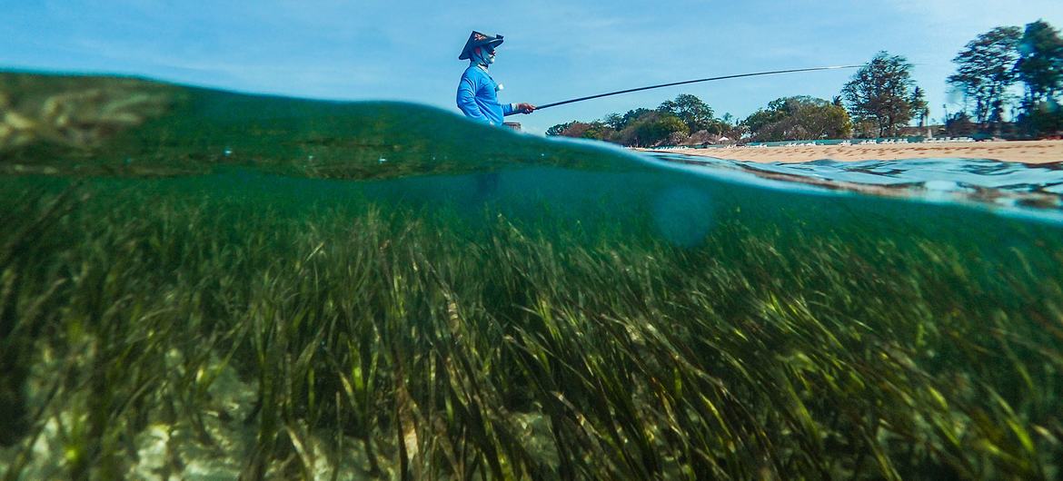 Algas marinhas são uma solução baseada na natureza extremamente eficaz para as mudanças climáticas