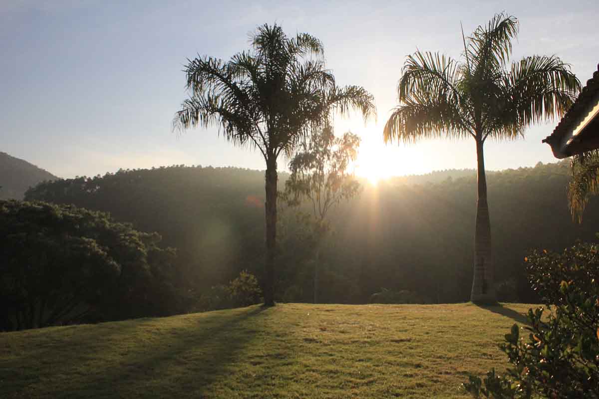 Preservação da Mata Atlântica é de fundamental importância para a biodiversidade/Foto: Dane Crivellaro/Unsplash