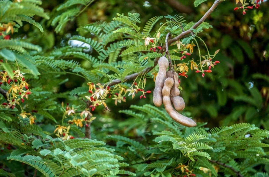 A goma extraída das sementes dos tamarindos (foto) está sendo usada para fazer um plástico derivado de plantas e biodegradável/Foto: © Nucha Palalay / EyeEm / Getty Images