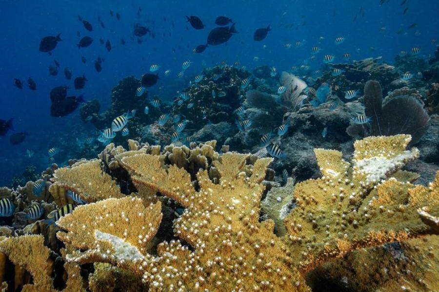 Colônia de coral Elkhorn, uma espécie quase extinta no Caribe. Foto: © Philip Hamilton/Ocean Image Bank