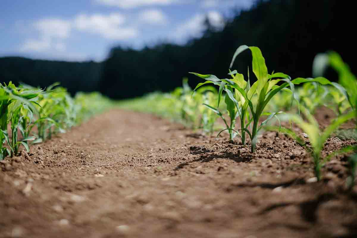 Câmara temática terá a agricultura sustentável como foco