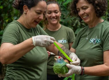 Os dados coletados ao longo de três anos serão importantes para a instituição definir ações de proteção ambiental nessas áreas