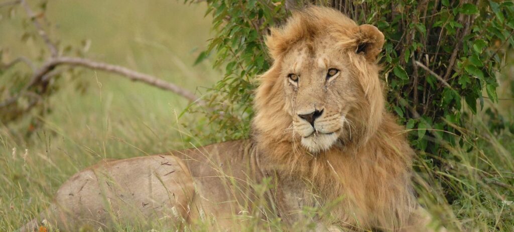 Leão macho na Reserva Masai Mara, Quênia