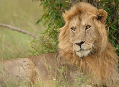 Leão macho na Reserva Masai Mara, Quênia