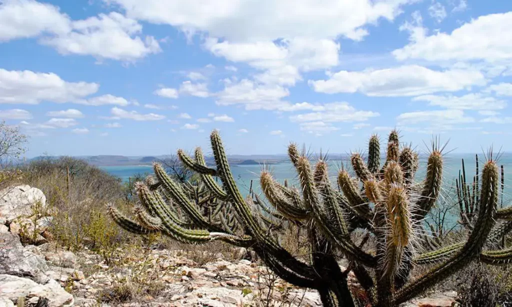 Desertificação atinge 13% do semiárido brasileiro