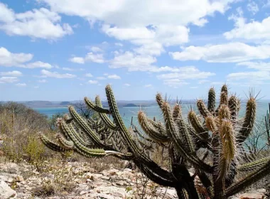 Desertificação atinge 13% do semiárido brasileiro