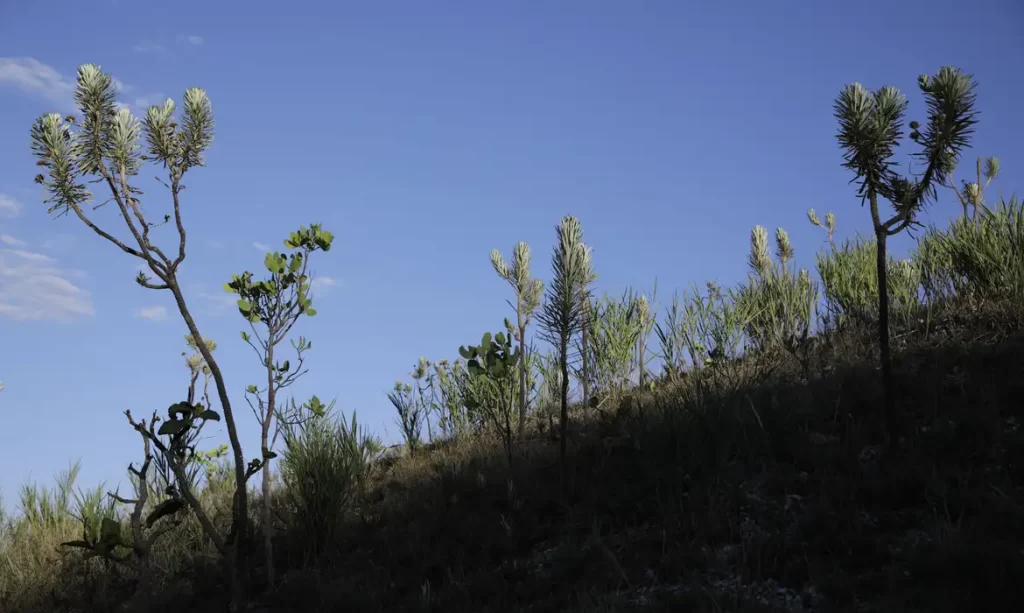 Estudo mostra que área perdeu 27% de vegetação nativa em 39 anos