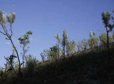 Estudo mostra que área perdeu 27% de vegetação nativa em 39 anos