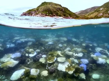 77% das áreas de recife do mundo estão sofrendo estresse térmico de nível de branqueamento