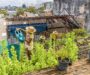 Fotografia de horta comunitária de Recife é uma das vencedoras de concurso mundial da ONU