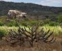 Política Nacional para Recuperação da Caatinga é aprovada no Senado