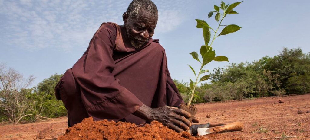 Um homem planta uma muda no norte de Burkina Faso