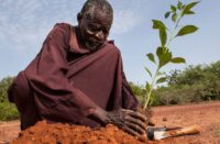 Um homem planta uma muda no norte de Burkina Faso