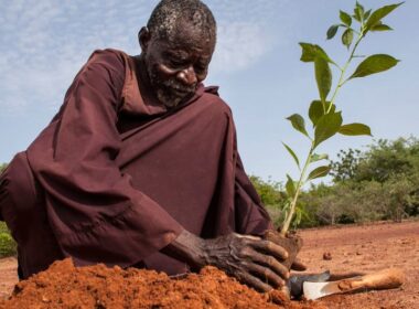 Um homem planta uma muda no norte de Burkina Faso